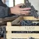 Masi-Agricola-bilancio-2022