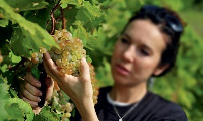 donne-e-vino-Monica-Lisetto-Bottega-Vendemmia